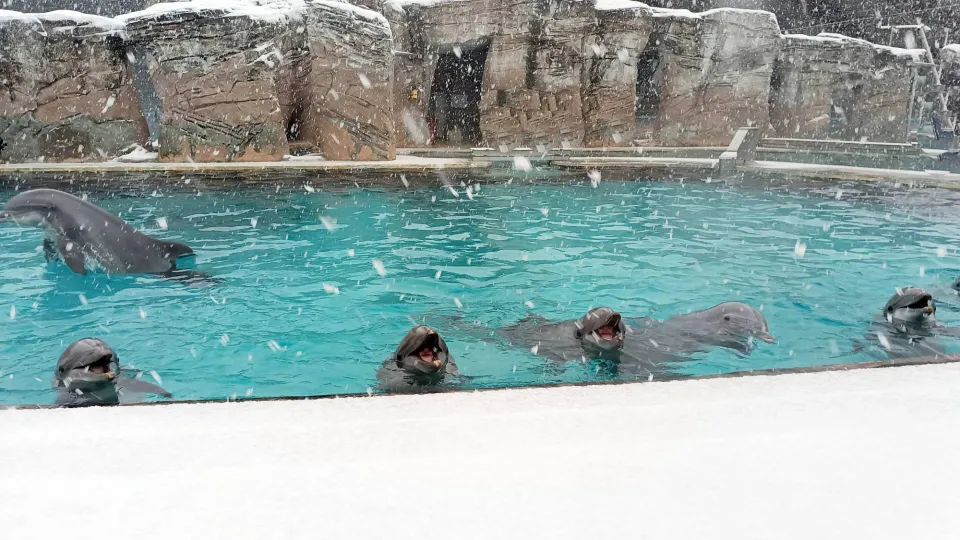 i delfini a Oltremare