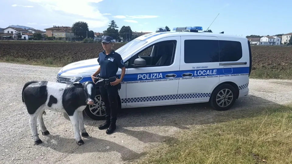 Il vitellino recuperato dalla Polizia Locale