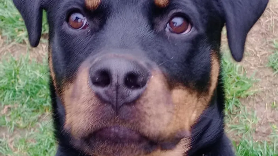 la cucciola di rottweiler Athena