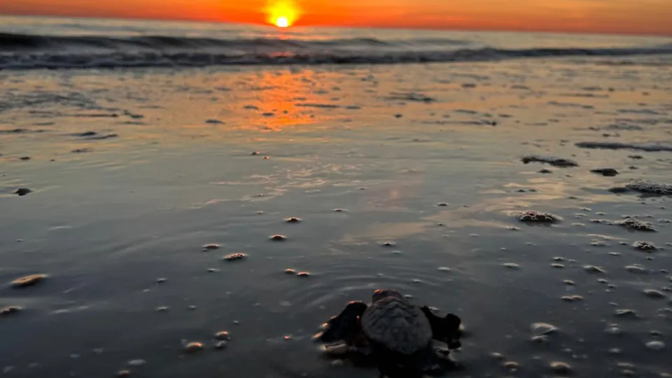 la tartarughina raggiunge il mare