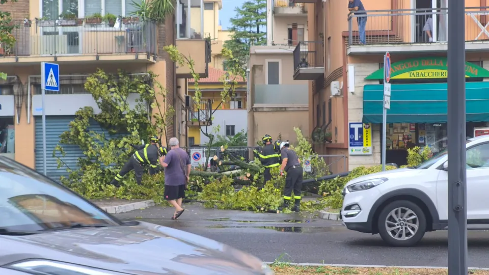 l'albero caduto