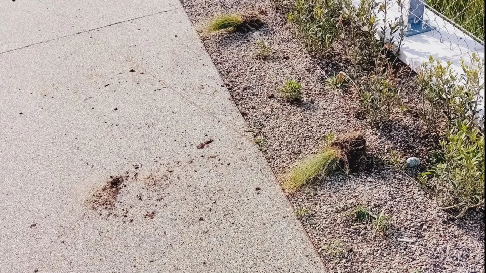 le piantine sradicate lungo il parco del mare