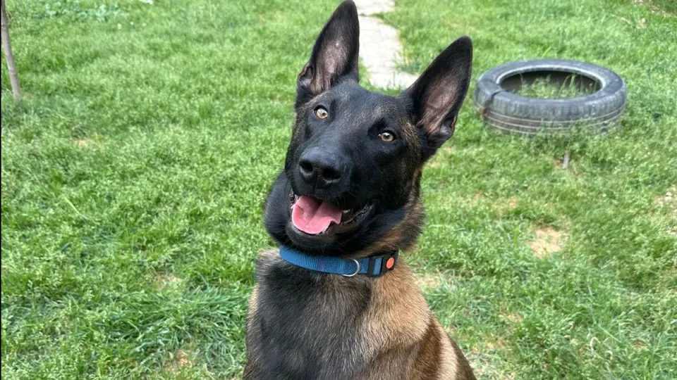 Leo