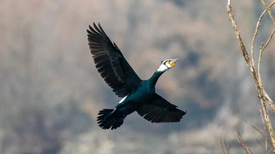 lipu rimini aree umide