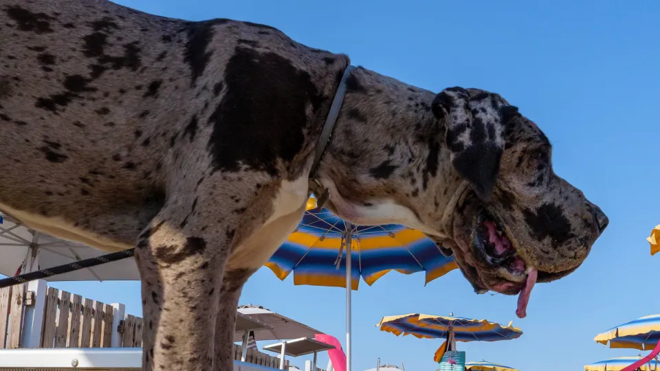 Nuove norme per la balneazione dei  cani