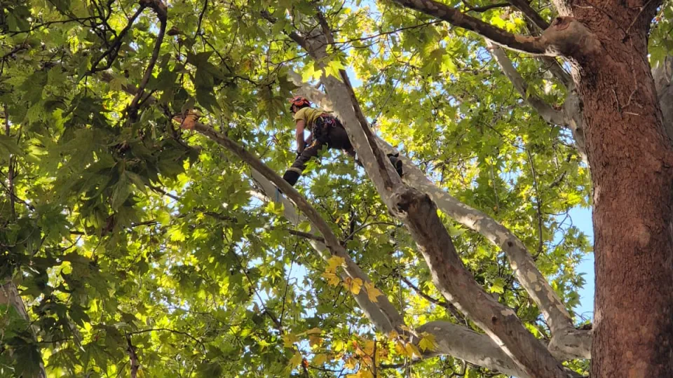 potatura "tree climbing" per il platano di piazza Malatesta