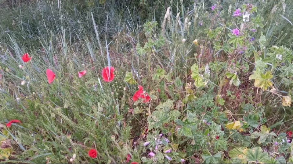 sfalci riccione e biodiversità