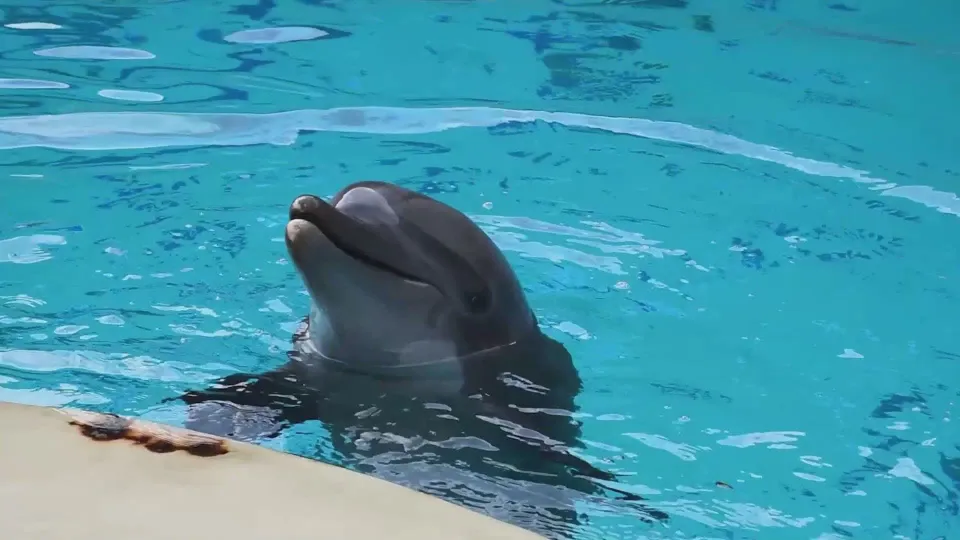 un delfino di Oltremare