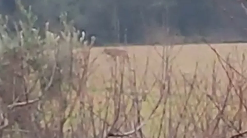 un frame del video ripreso vicino alla scuola di Spadarolo