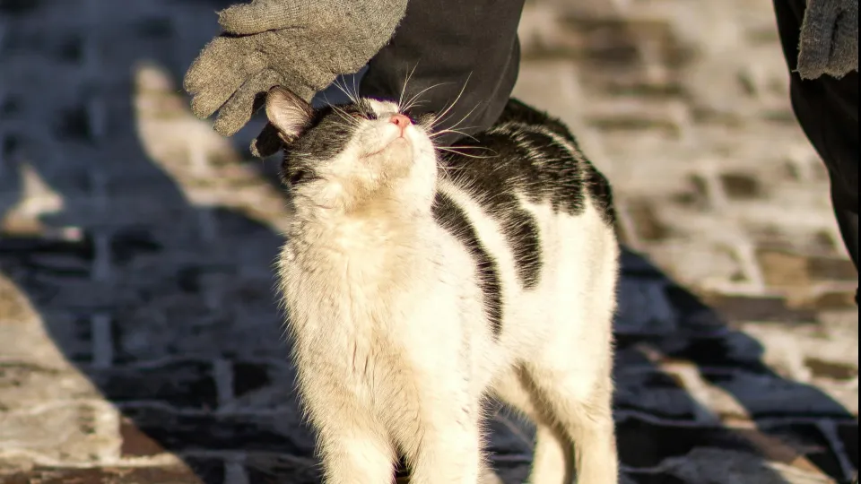 un gatto di strada (foto Pexels)