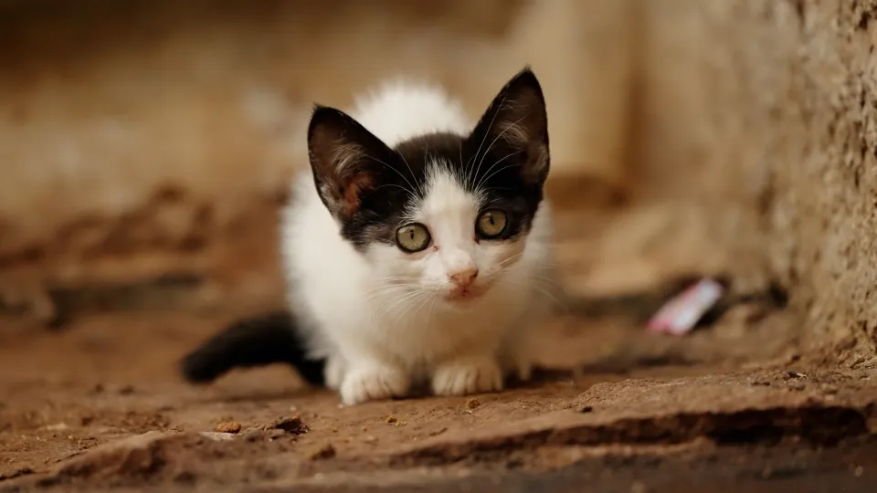 un gatto