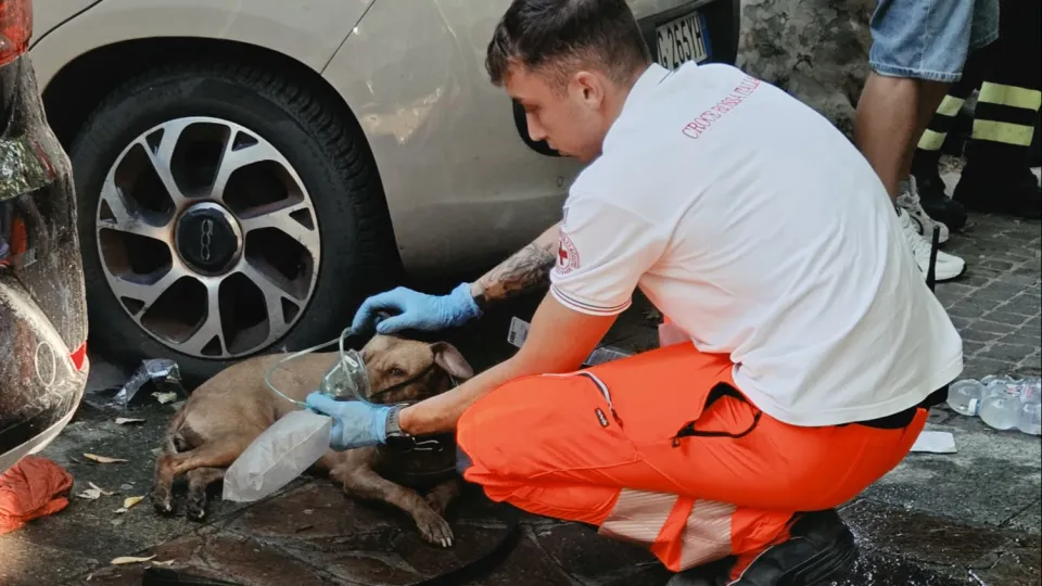 Uno dei cani mentre viene soccorso (foto Migliorini)
