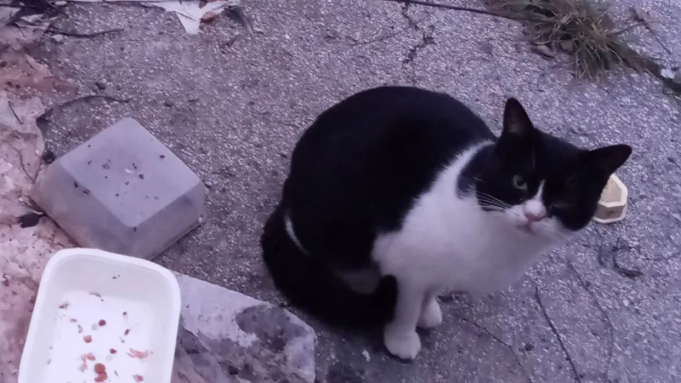 uno dei gatti della colonia