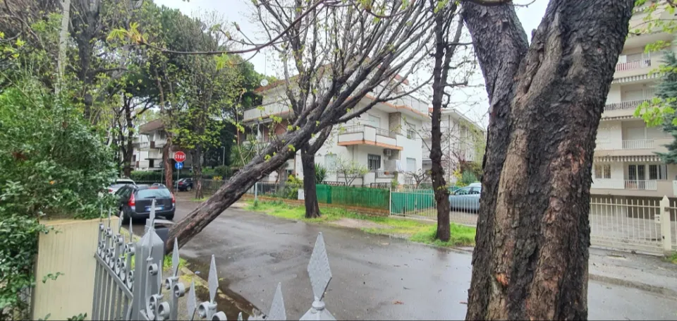 un albero caduto in via Saffi a  Riccione