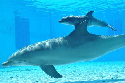 Morto cucciolo delfino di una settimana. Oltremare: alta mortalità primi giorni