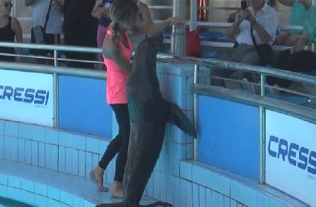 Delfinario. Il Ministero impone a zoo di Fasano il recupero delle tre otarie