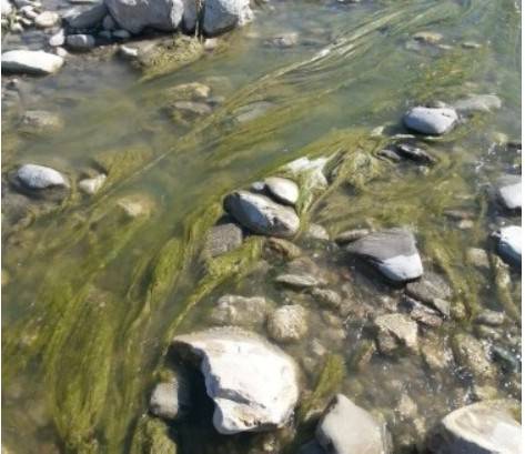 Anomala fioritura di alghe nel Marecchia. Il maltempo probabile causa