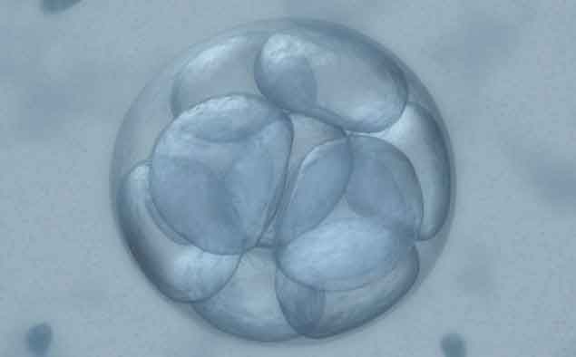 Embrioni congelati