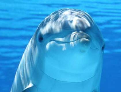 Il Riesame decide: il delfino Indy non sarà sequestrato