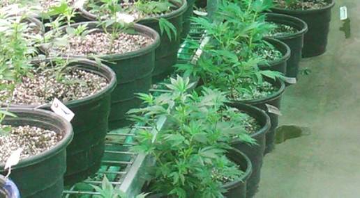 Una serra per 650 piantine: a Savignano la fabbrica di cannabis