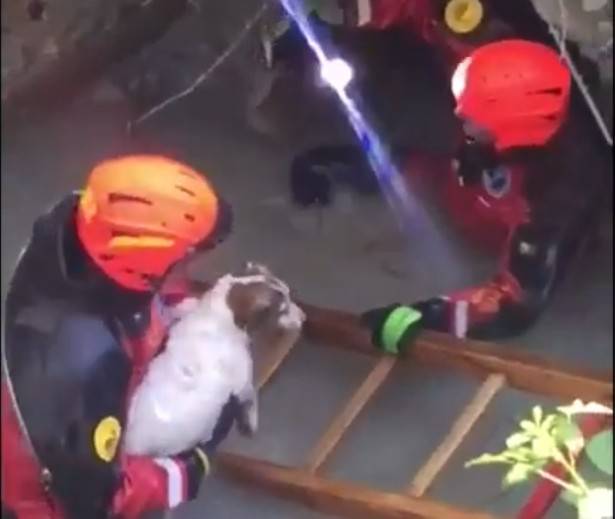 Vigili del Fuoco salvano cane risucchiato dentro scarico