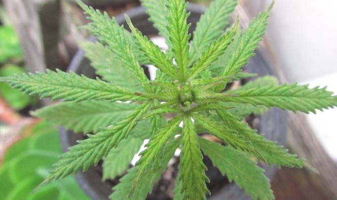 Coltivazione casalinga di marijuana scoperta a Montefiore