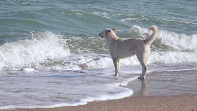 Spiagge dog friendly, le indicazioni dell'Ausl. Cani in acqua ma solo coi detentori