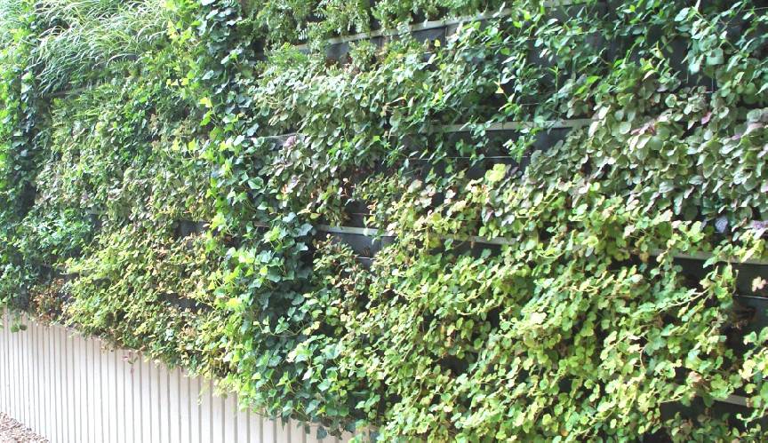 Viale Portovenere: giù i pini, arrivano i "green wall"