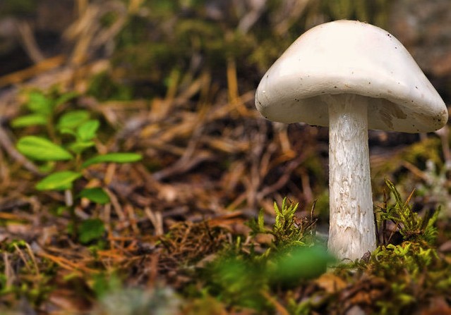 Mangia funghi raccolti e rischia grosso. L'Ausl ricorda l'importanza della verifica: come prendere appuntamento.